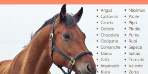 Nomes para cavalos e éguas