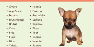 Nomes para cachorros pequenos