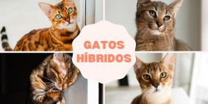 Video porno de sexo intenso com novinha da escola - Gatos híbridos: o que são e raças